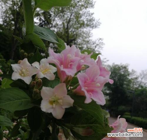 探索锦带花的隐藏意义 锦带花的花语与寓意