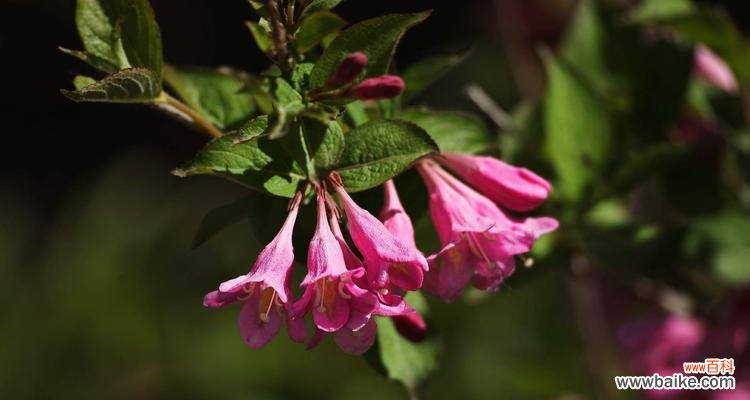 探索锦带花的隐藏意义 锦带花的花语与寓意