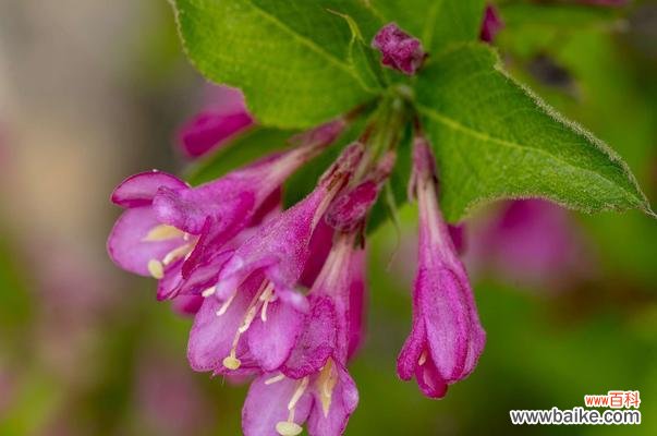 探索锦带花的隐藏意义 锦带花的花语与寓意