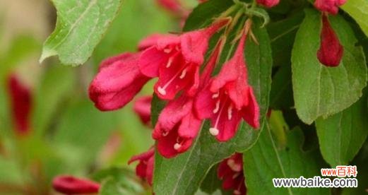 探寻锦带花的花语之美 锦带花花语的意义与传承