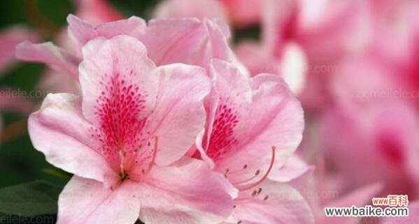 揭开锦绣杜鹃背后隐藏的花语之谜 锦绣杜鹃的花语——美丽与希望