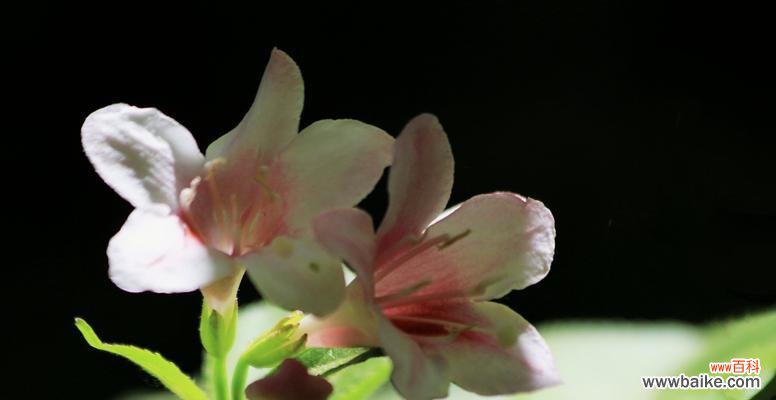 探索锦带花背后的深刻意义 以锦带花花语的含义与象征