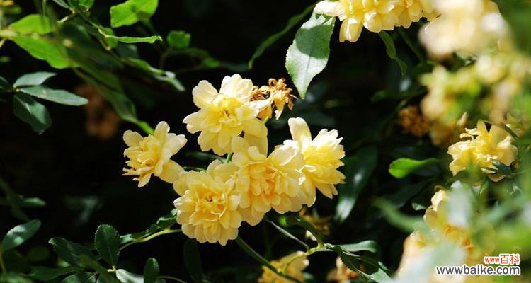 木香花的花语是什么？了解木香花的含义和象征意义？