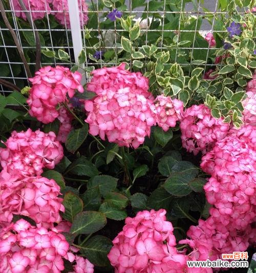 木绣球的花语是什么?如何解读木绣球的象征意义?