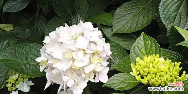 木绣球的花语是什么?如何解读木绣球的象征意义?