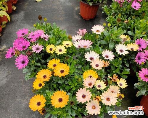 南非万寿菊的花语是什么？了解其独特含义和象征意义