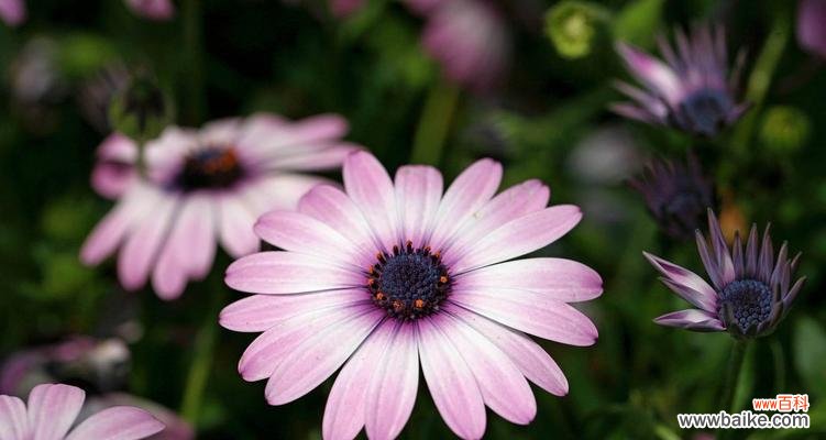 南非万寿菊的花语是什么？了解其独特含义和象征意义