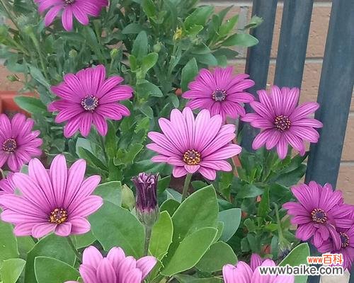 南非万寿菊的花语是什么？了解其独特含义和象征意义