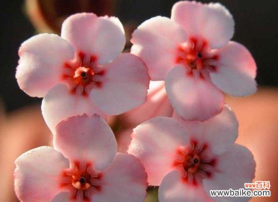 欧石楠的花语是什么?如何用欧石楠表达爱意?