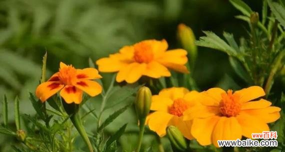 欧石楠的花语是什么?如何用欧石楠表达爱意?