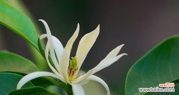 七叶树花的花语是什么？寓意有哪些？