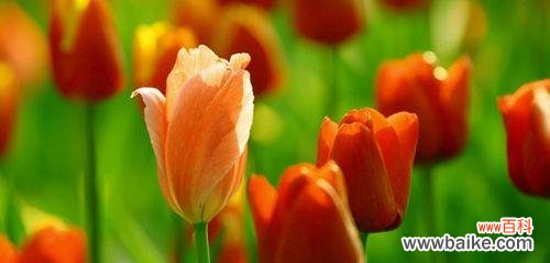 七叶树花的花语是什么？寓意有哪些？