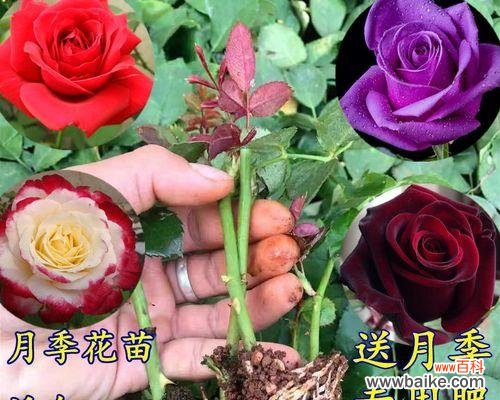 扦插苗是什么意思?如何正确进行扦插繁殖?