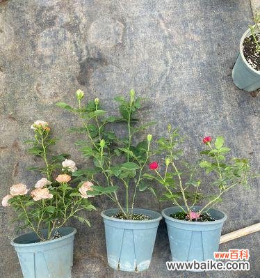 扦插苗是什么意思?如何正确进行扦插繁殖?