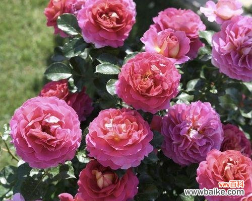 扦插苗是什么意思?如何正确进行扦插繁殖?