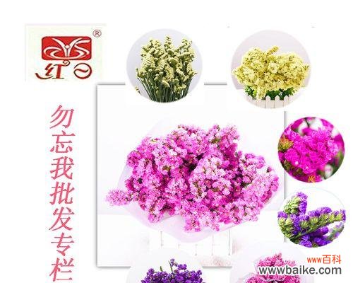 情人草的花语是什么?如何正确解读情人草的含义?