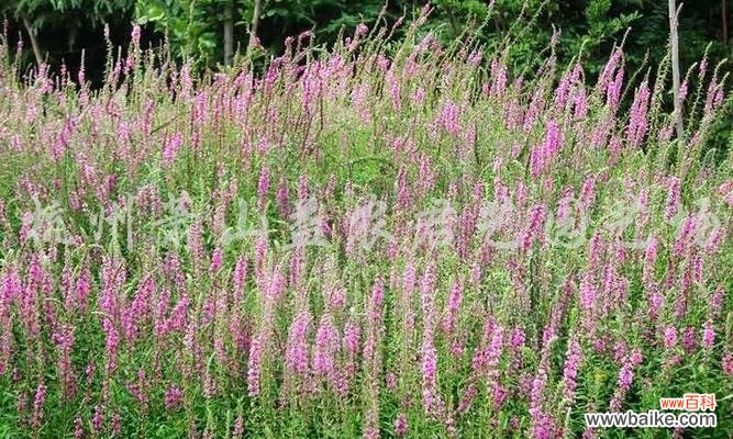 千屈菜的花语是什么？如何解读千屈菜的象征意义？