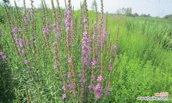 千屈菜的花语是什么？如何解读千屈菜的象征意义？