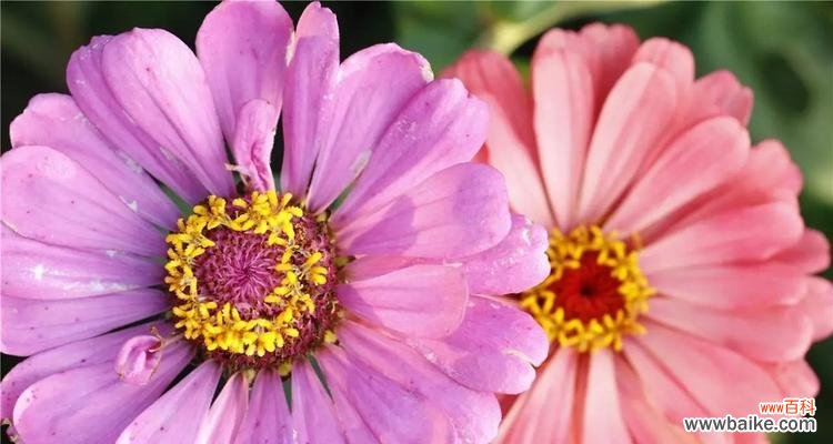 千日红的花语是什么?如何用千日红表达爱意?