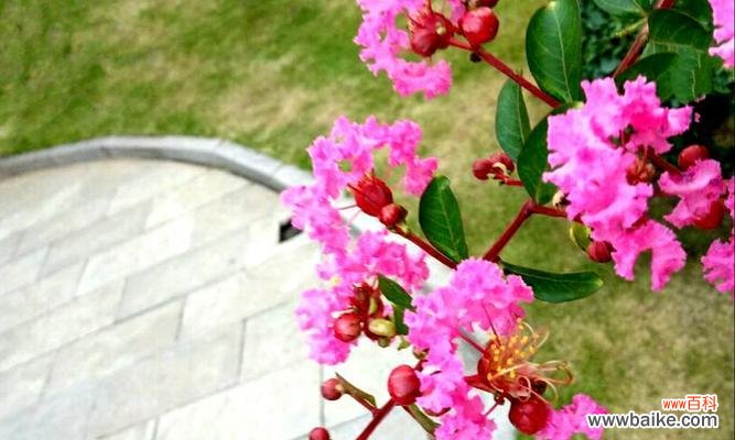 千日红的花语是什么?如何用千日红表达爱意?