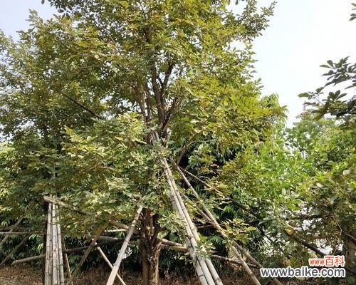 乔木胸径是什么意思?如何测量乔木胸径?