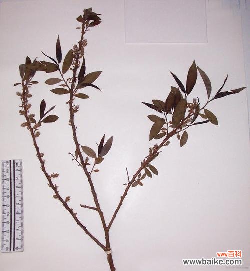 乔木胸径是什么意思?如何测量乔木胸径?