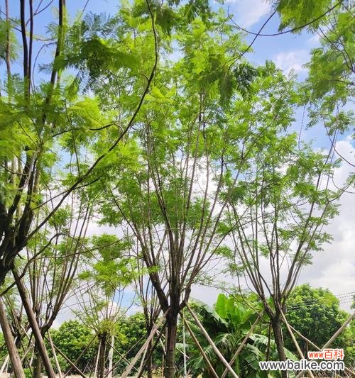 全冠树是什么意思?全冠树的特点和应用有哪些?