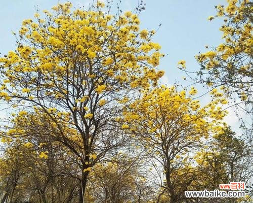 全冠树是什么意思?全冠树的特点和应用有哪些?