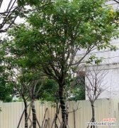 全冠树是什么意思？全冠树的特点和应用有哪些？