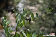 胡枝子的病虫害防治