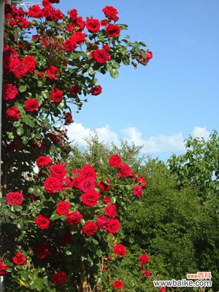 藤本月季的病虫害及其防治