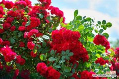 藤本月季的病虫害及其防治