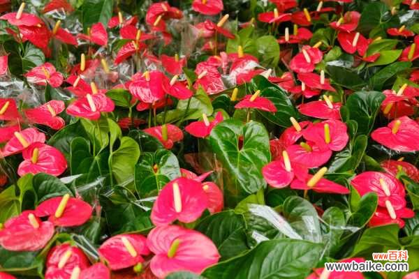 火鹤花的病虫害防治