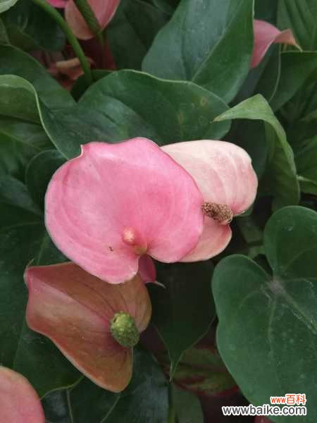 火鹤花的病虫害防治