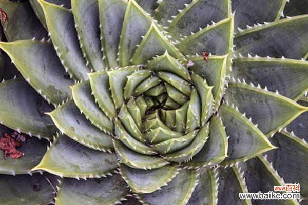 芦荟女王的病虫害防治