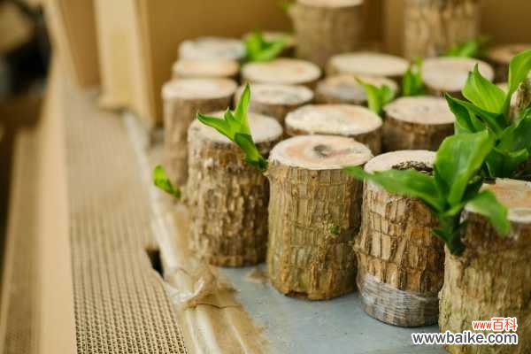 巴西木的病虫害防治方法