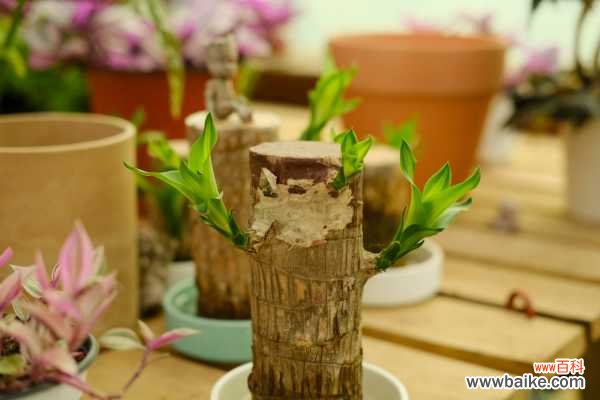 巴西木的病虫害防治方法