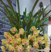 打造高端品质花卉，从大花蕙兰开始 大花蕙兰开花技巧