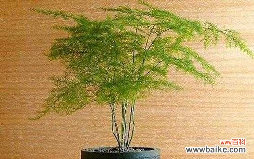 如何成功地扦插文竹 文竹扦插技巧与注意事项