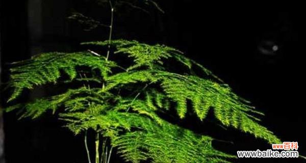 如何成功地扦插文竹 文竹扦插技巧与注意事项