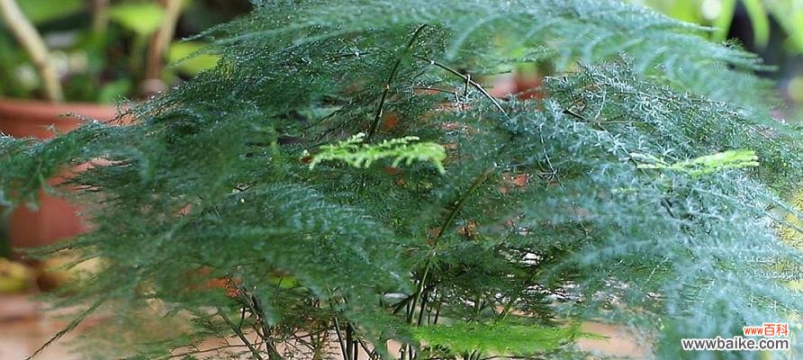 如何成功地扦插文竹 文竹扦插技巧与注意事项