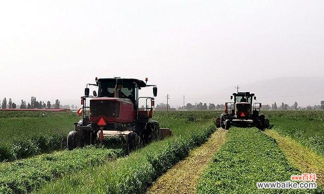 了解暮蓄草，开启多彩花园之旅 暮蓄草的种植指南