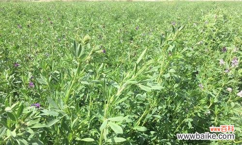 了解暮蓄草，开启多彩花园之旅 暮蓄草的种植指南