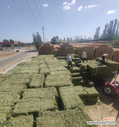 了解暮蓄草，开启多彩花园之旅 暮蓄草的种植指南