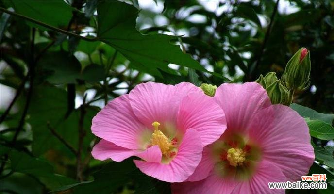 掌握这一技巧,让你的花园更美丽 木芙蓉花嫁接繁殖方法