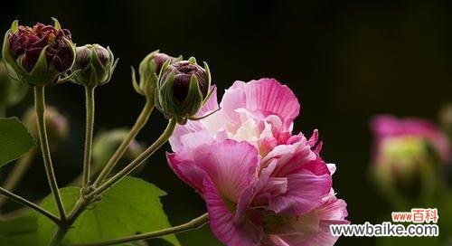 掌握这一技巧,让你的花园更美丽 木芙蓉花嫁接繁殖方法