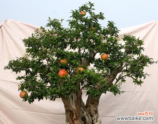 打造美丽的石榴盆景，养护之道全知道！ 石榴盆景的养护方法