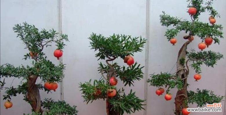 打造美丽的石榴盆景，养护之道全知道！ 石榴盆景的养护方法