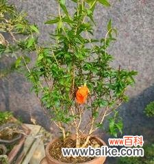 打造美丽的石榴盆景，养护之道全知道！ 石榴盆景的养护方法