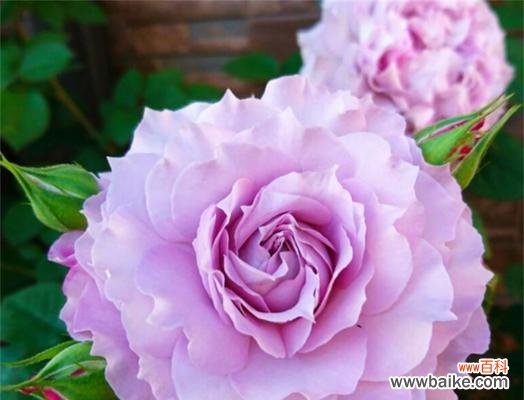 探寻世界上最香的花卉品种 芳香四溢的花朵盘点